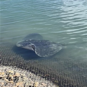 Bathytoshia brevicaudata at Ulladulla, NSW - 7 Apr 2025 12:03 PM