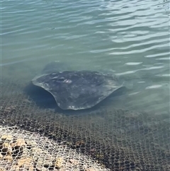 Bathytoshia brevicaudata at Ulladulla, NSW - 7 Apr 2025 12:03 PM
