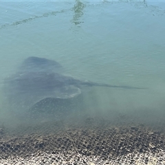 Bathytoshia brevicaudata at Ulladulla, NSW - 7 Apr 2025 12:03 PM