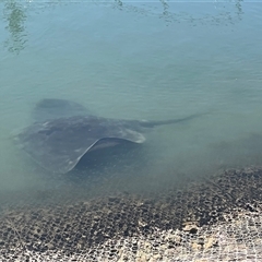 Bathytoshia brevicaudata at Ulladulla, NSW - 7 Apr 2025 12:03 PM