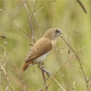 Lonchura castaneothorax at Katherine South, NT - 5 Apr 2025 12:05 PM
