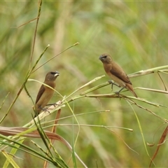 Lonchura castaneothorax at Katherine South, NT - 5 Apr 2025 12:05 PM