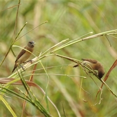 Lonchura castaneothorax at Katherine South, NT - 5 Apr 2025 12:05 PM