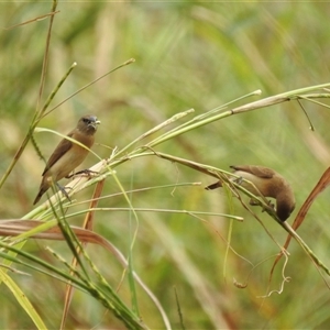 Lonchura castaneothorax at Katherine South, NT - 5 Apr 2025 12:05 PM