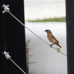 Lonchura castaneothorax at Katherine South, NT - 5 Apr 2025 12:05 PM