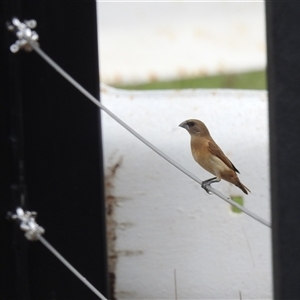 Lonchura castaneothorax at Katherine South, NT - 5 Apr 2025 12:05 PM
