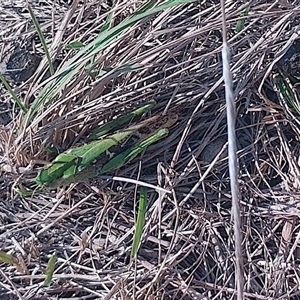 Gastrimargus musicus at Symonston, ACT - 4 Apr 2025 03:33 PM