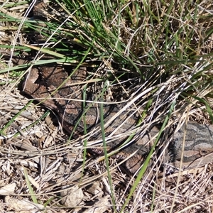 Pogona barbata at Symonston, ACT - suppressed