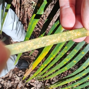 Aspidiotus murramarangensis at Depot Beach, NSW - 6 Apr 2025 11:26 AM