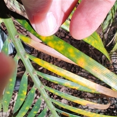 Aspidiotus murramarangensis at Depot Beach, NSW - 6 Apr 2025 11:26 AM