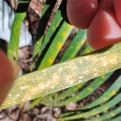 Aspidiotus murramarangensis at Depot Beach, NSW - 6 Apr 2025 11:26 AM