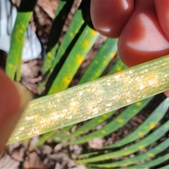 Aspidiotus murramarangensis at Depot Beach, NSW - 6 Apr 2025 11:26 AM
