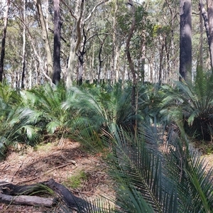 Macrozamia communis at Depot Beach, NSW - suppressed