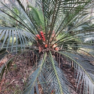 Macrozamia communis at Depot Beach, NSW - suppressed