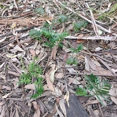 Macrozamia communis at Depot Beach, NSW - suppressed