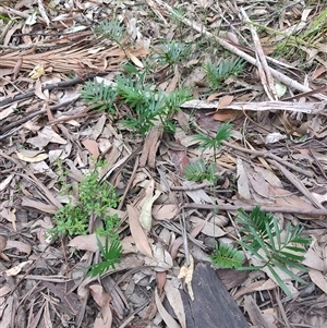 Macrozamia communis at Depot Beach, NSW - suppressed