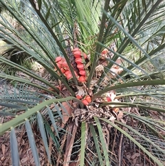 Macrozamia communis at Depot Beach, NSW - suppressed