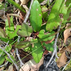 Hibbertia dentata at Depot Beach, NSW - 6 Apr 2025 11:42 AM