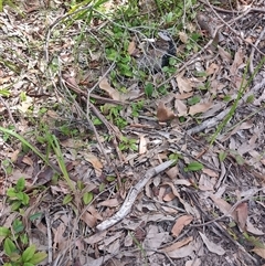 Hibbertia dentata at Depot Beach, NSW - 6 Apr 2025 11:42 AM