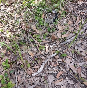 Hibbertia dentata at Depot Beach, NSW - 6 Apr 2025 11:42 AM