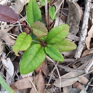 Hibbertia dentata at Depot Beach, NSW - 6 Apr 2025 11:42 AM
