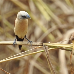 Lonchura flaviprymna at Katherine South, NT - 2 Apr 2025 01:26 PM