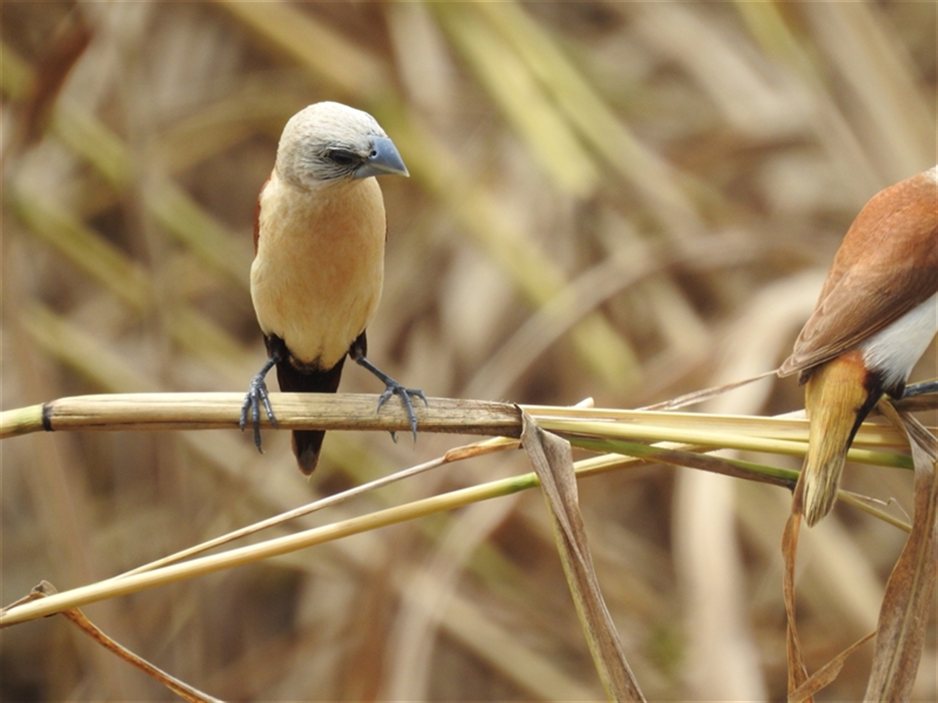 Lonchura flaviprymna at Katherine South, NT - 2 Apr 2025 01:26 PM