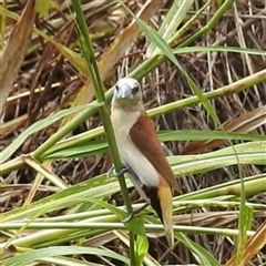Lonchura flaviprymna at Katherine South, NT - 2 Apr 2025 01:26 PM