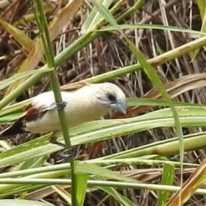Lonchura flaviprymna at Katherine South, NT - 2 Apr 2025 01:26 PM