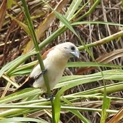 Lonchura flaviprymna at Katherine South, NT - 2 Apr 2025 01:26 PM