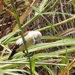 Lonchura flaviprymna at Katherine South, NT - 2 Apr 2025 01:26 PM