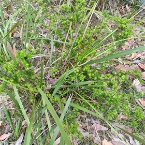 Leucopogon juniperinus at Depot Beach, NSW - 6 Apr 2025 12:06 PM