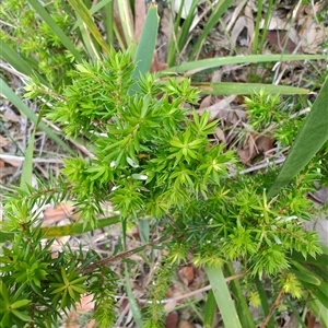 Leucopogon juniperinus at Depot Beach, NSW - 6 Apr 2025 12:06 PM