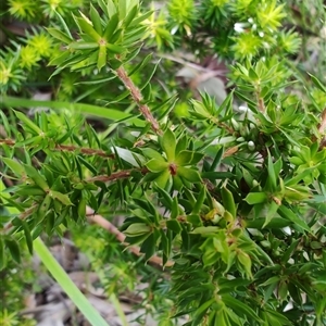 Leucopogon juniperinus at Depot Beach, NSW - 6 Apr 2025 12:06 PM