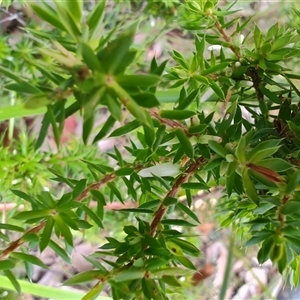 Leucopogon juniperinus at Depot Beach, NSW - 6 Apr 2025 12:06 PM