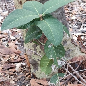 Notelaea sp. at Depot Beach, NSW - 6 Apr 2025 12:04 PM