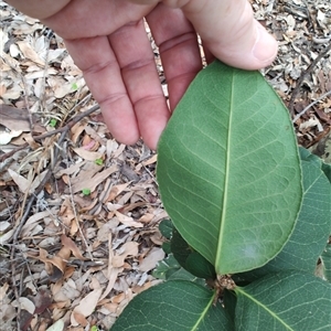 Notelaea sp. at Depot Beach, NSW - 6 Apr 2025 12:04 PM