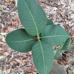 Notelaea sp. at Depot Beach, NSW - 6 Apr 2025 12:04 PM