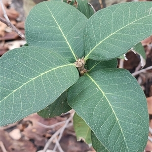 Notelaea sp. at Depot Beach, NSW - 6 Apr 2025 12:04 PM