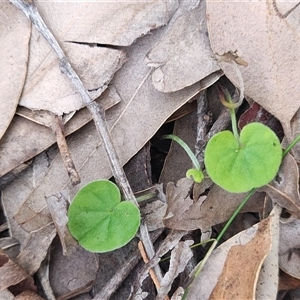 Dichondra repens at Depot Beach, NSW - 6 Apr 2025 12:03 PM