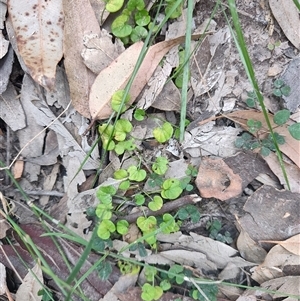Dichondra repens at Depot Beach, NSW - 6 Apr 2025 12:03 PM