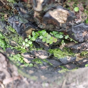 Asplenium flabellifolium at South Durras, NSW - 6 Apr 2025 12:15 PM