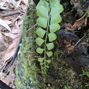 Asplenium flabellifolium at South Durras, NSW - 6 Apr 2025 12:15 PM