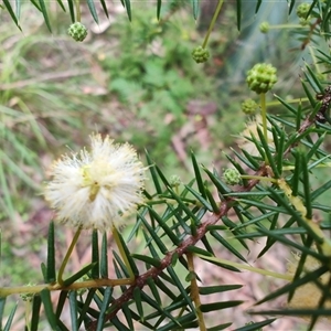Acacia ulicifolia at Depot Beach, NSW - 6 Apr 2025 12:25 PM