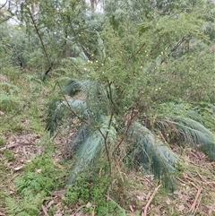 Acacia ulicifolia at Depot Beach, NSW - 6 Apr 2025 12:25 PM