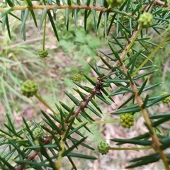 Acacia ulicifolia at Depot Beach, NSW - 6 Apr 2025 12:25 PM