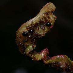 Brachycaudus persicae at Coburg, VIC - 11 Oct 2019 03:33 PM