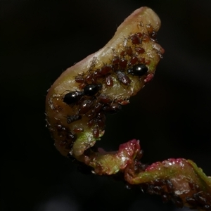 Brachycaudus persicae at Coburg, VIC - 11 Oct 2019 03:33 PM