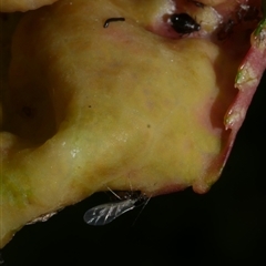 Brachycaudus persicae at Coburg, VIC - 11 Oct 2019 03:33 PM