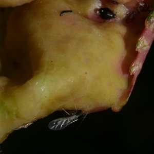 Brachycaudus persicae at Coburg, VIC - 11 Oct 2019 03:33 PM